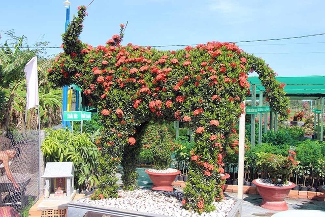 Cặp long quy từ hoa mẫu đơn giá 400 triệu ở miền Tây ngàn người mê - 6 Cặp long quy từ hoa mẫu đơn giá 400 triệu ở miền Tây ngàn người mê - 6