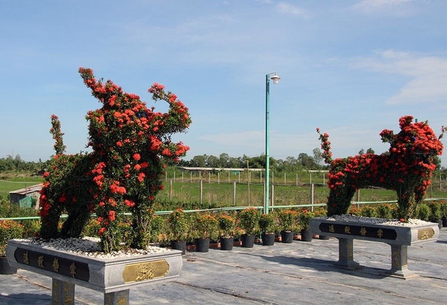 Cặp long quy từ hoa mẫu đơn giá 400 triệu ở miền Tây ngàn người mê - 7 Cặp long quy từ hoa mẫu đơn giá 400 triệu ở miền Tây ngàn người mê - 7