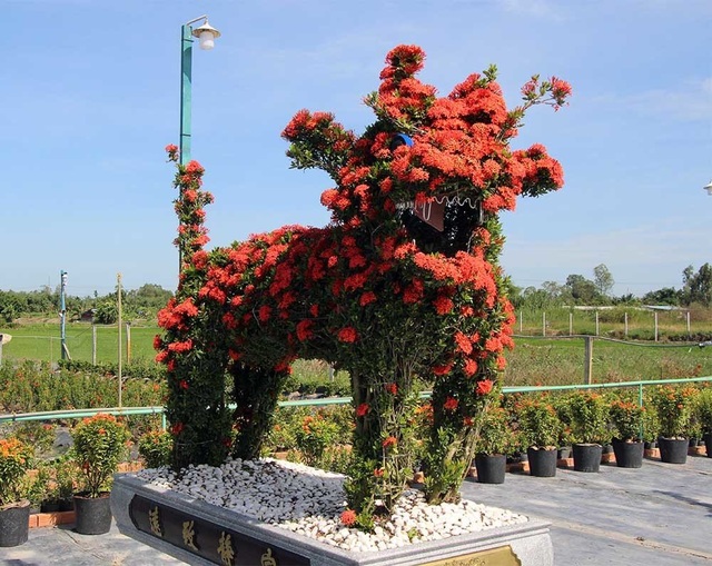 Cặp long quy từ hoa mẫu đơn giá 400 triệu ở miền Tây ngàn người mê - 8 Từ những cây hoa mẫu đơn được trồng để làm hàng rào kiểng nhưng với bàn tay tài hoa, người nghệ nhân đã biến chúng thành những loại kiểng thú độc lạ, có giá trị cao