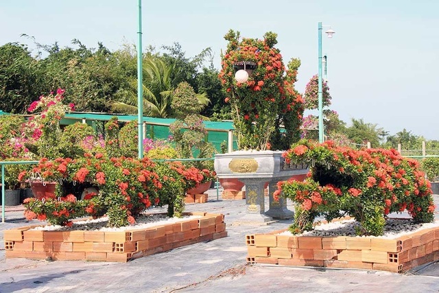Cặp long quy từ hoa mẫu đơn giá 400 triệu ở miền Tây ngàn người mê - 10 Cặp long quy từ hoa mẫu đơn giá 400 triệu ở miền Tây ngàn người mê - 10