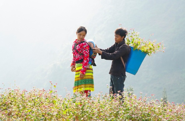 Ngắm đồi hoa tam giác mạch tuyệt đẹp ở Hà Giang - 3
Vợ chồng anh Lù Mính Sử, người dân tộc HMông ở thôn Ngám Chải (xã Lao Và Chải, Yên Minh) có công việc chính làm ruộng, thỉnh thoảng đi làm thuê khai thác đá, nay đầu tư vườn hoa tam giác mạch khoảng hơn 20 triệu đồng, cuối vụ thu hoạch tiền lãi được hơn 10 triệu đồng.