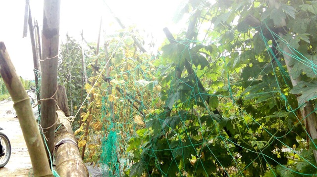 Bị mưa lũ tàn phá, nông dân lại phải trắng đêm canh trộm nông sản - 2 Canh giữ không xuể, người dân phải nghĩ nhiều biện pháp để bảo vệ nông sản như làm hai lớp hàng rào hoặc bao kín xung quanh ruộng rau