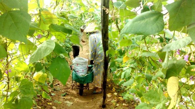 Bị mưa lũ tàn phá, nông dân lại phải trắng đêm canh trộm nông sản - 3 Nhiều người dân tranh thủ lúc nông sản vừa lớn thì hái gấp tránh nạn trộm cắp