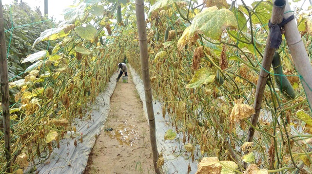 Bị mưa lũ tàn phá, nông dân lại phải trắng đêm canh trộm nông sản - 4 Bị mưa lũ tàn phá, nông dân lại phải trắng đêm canh trộm nông sản - 4