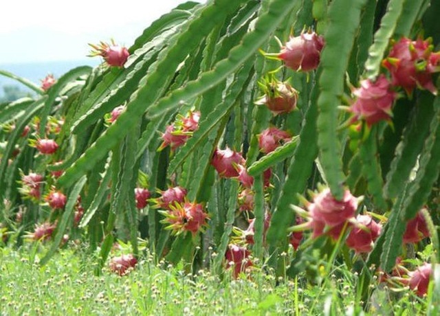 Khối ngọc nặng 16 tấn: Đại gia xẻ làm sập nằm cho mát lưng - 4
Thanh long ruột đỏ Việt Nam có chất lượng không thua kém gì các giống thanh long khác.