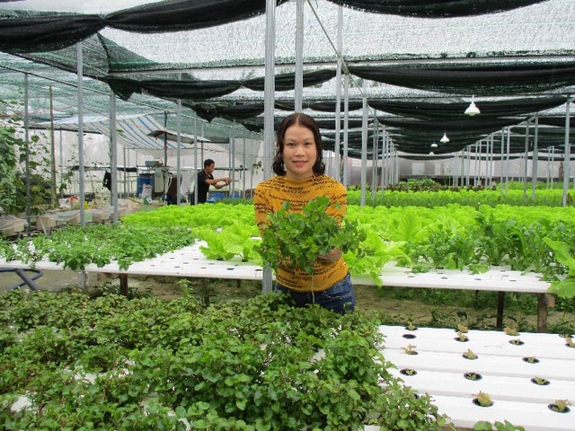Quảng Nam: Cử nhân tiếng Anh bỏ phố về quê trồng rau thủy canh - 3
Vườn rau thủy canh của chị Y có gần 20 loại rau: xà lách ôn đới, xà lách mỡ, xà lách lolo tím, xà lách roman…Ảnh: Trần Hậu