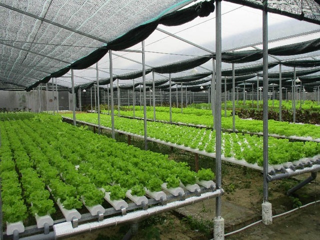 Quảng Nam: Cử nhân tiếng Anh bỏ phố về quê trồng rau thủy canh - 4
Các kệ đỡ, thiết bị ươm hạ đều được làm bằng sắt cứng không gỉ, bộ thiết bị trồng rau được đặt trên giàn cách mặt đất khoảng 70cm rất chắc chắn, chống được bão lũ. Ảnh: Trần Hậu