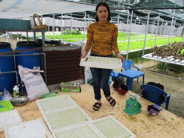 Quảng Nam: Cử nhân tiếng Anh bỏ phố về quê trồng rau thủy canh - 5
Hạt giống được ươm trong các khây từ 10-15 ngày trước khi đưa lên giàn nên sinh trưởng phát triển tốt. Ảnh: Trần Hậu
