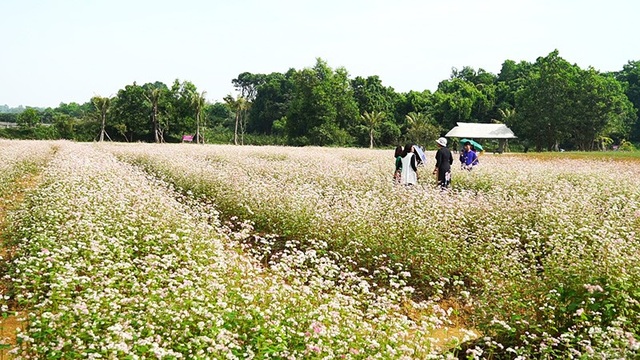 Cánh đồng hoa tam giác mạch nở rộ tại Hà Nội - Ảnh 1. Cánh đồng hoa tam giác mạch nở rộ tại Hà Nội - Ảnh 1.