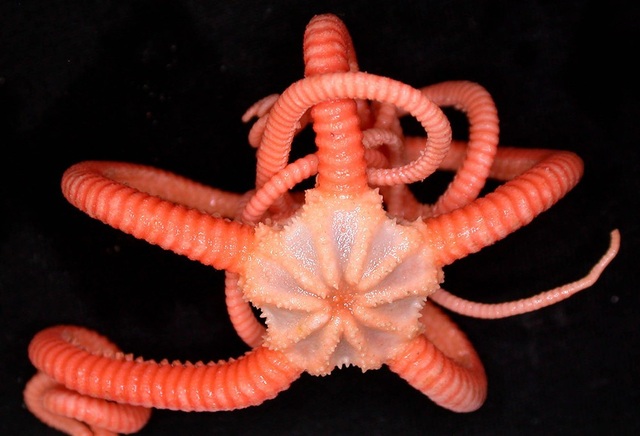Ngắm những sinh vật biển kì lạ các nhà khoa học vừa tìm thấy ở Australia - Ảnh 6.
