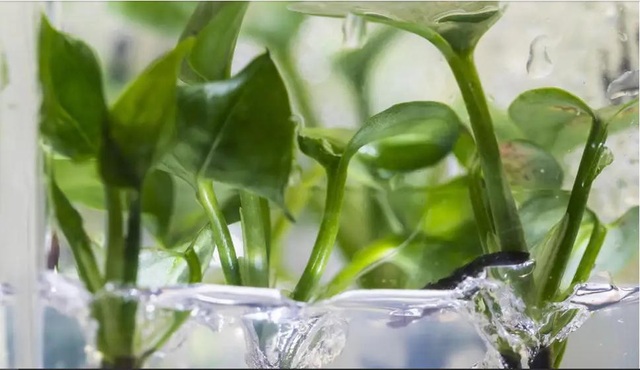 Cây biến đổi gen có thể làm sạch không khí ô nhiễm - Ảnh 1. Cây biến đổi gen có thể làm sạch không khí ô nhiễm - Ảnh 1.