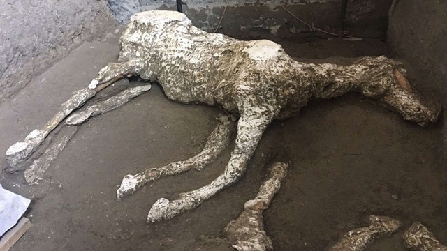 Phát hiện xác ngựa còn nguyên yên cương sau thảm hoạ khủng khiếp Pompeii - Ảnh 2. Phát hiện xác ngựa còn nguyên yên cương sau thảm hoạ khủng khiếp Pompeii - Ảnh 2.