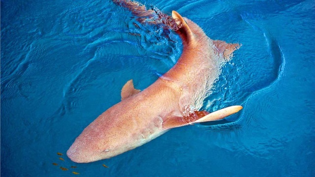 Cá mập con chưa sinh đã có thể bơi… giữa các tử cung và ăn thịt anh chị em - Ảnh 1.