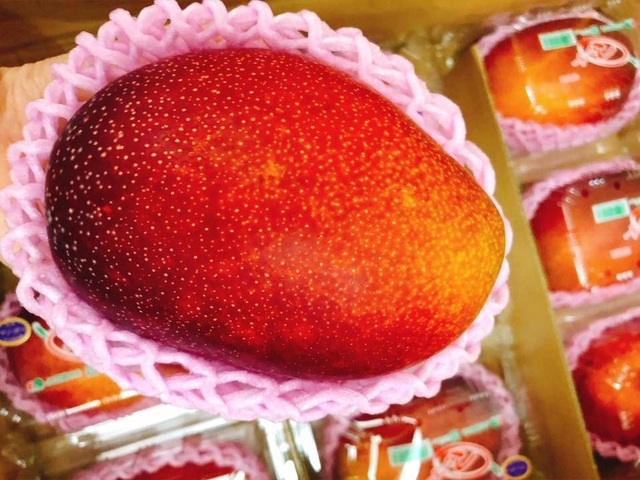 Những loại quả mọc dại, bán đắt "cắt cổ" gấp 50 lần, dân Việt vẫn tranh nhau mua - 3 Tại Việt Nam, giá xoài này dao động từ 1-1,7 triệu đồng/quả, loại thượng hạng dãn nhãn trứng của Mặt trời lên tới 2,5 triệu đồng/quả.