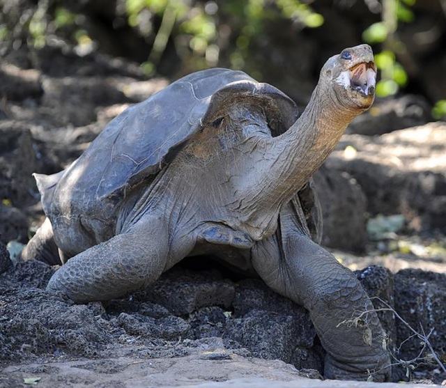 “Cụ” rùa Lonesome George khi còn sống.