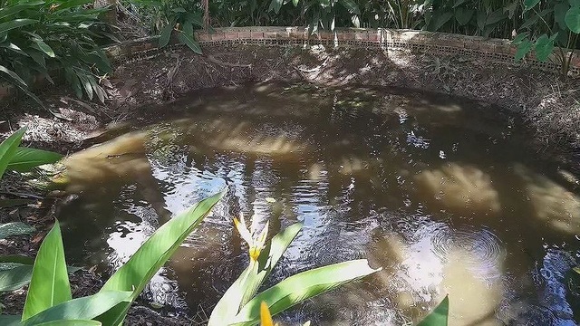 Kì lạ, "ao nước sôi' gần trăm tuổi ở Vĩnh Long - 1 Kì lạ, "ao nước sôi' gần trăm tuổi ở Vĩnh Long - 1