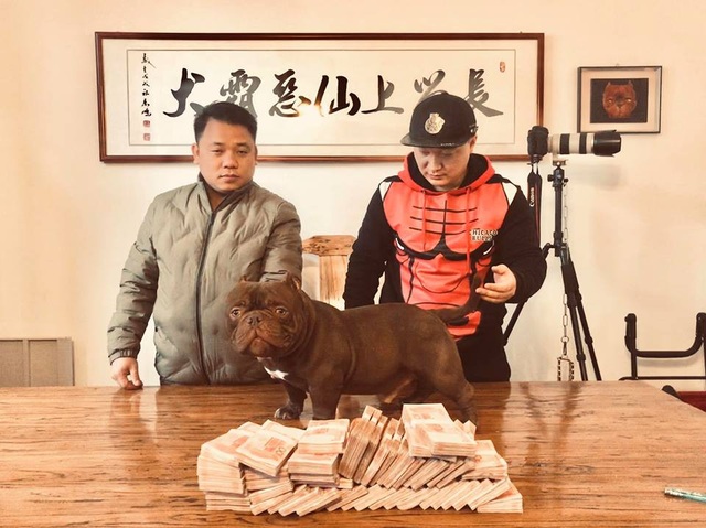 Anh Tuyến giao dịch chú chó Exotic Bully tại Hà Nam (Trung Quốc)