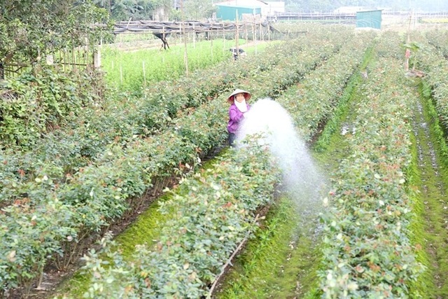 Làng hoa Tây Tựu bận rộn vào xuân - 8
Chăm sóc hoa trước khi thu hoạch.