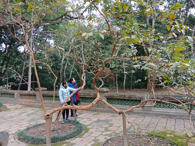 “Cụ” ổi biết cười “độc nhất vô nhị” ở Việt Nam - 2 Hơn 80 tuổi, cụ cây vẫn xanh tốt và cho quả ngọt