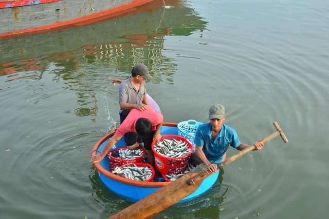 Ngư dân hối hả ra khơi kiếm tiền tiêu Tết - 2 Trở về từ chuyến biển, ngư dân thu được nhiều tôm cá trong mẻ lưới cuối năm