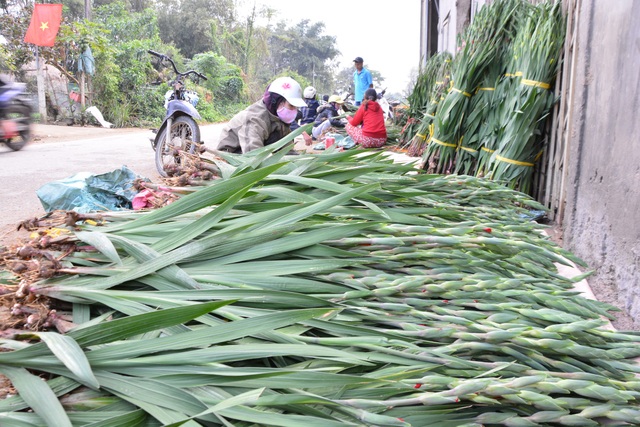 Làng hoa lay ơn "hốt bạc" dịp Tết sau 4 năm trắng tay vì mưa lũ - 3 Hoa lay ơn có gia bán khá cao mang lại cho mỗi hộ trồng hoa nguồn thu nhập từ 20 - 30 triệu đồng