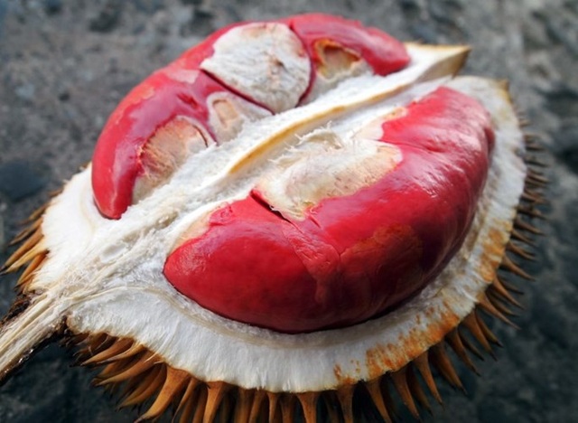 Chuối đỏ au, bưởi hồng rực: Hàng hiếm cúng Tết cầu may mắn - 8
Sầu riêng ruột đỏ có vị ngọt ngọt, chua chua, và có mùi hương gần giống mùi của loại sầu riêng quen thuộc.