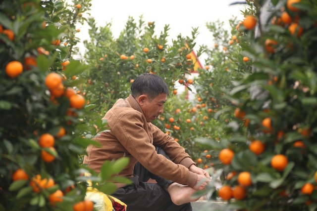 Hà Nội: Quất cảnh ngày 30 Tết "giá nào cũng bán" - 3
Đến giờ này, giá nào tôi cũng bán, một chủ buôn quất quê Quốc Oai (Hà Nội) cho biết. Ngày 30 Tết nhưng người chủ buôn này vẫn còn 70 cây quất chưa bán được, chỉ còn hi vọng cuối cùng trong buổi chiều nay.