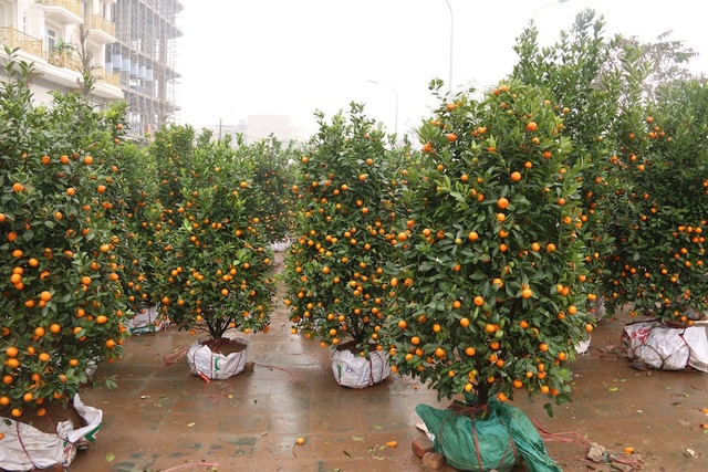 Hà Nội: Quất cảnh ngày 30 Tết "giá nào cũng bán" - 1
Ngày 30 Tết, dọc vỉa hè tuyến đường Tố Hữu (Hà Đông) vẫn còn bày bán nhiều quất cảnh, đào, mai. Một số chủ buôn cho biết, người bán còn nhiều hơn cả người mua nên ế hàng.
