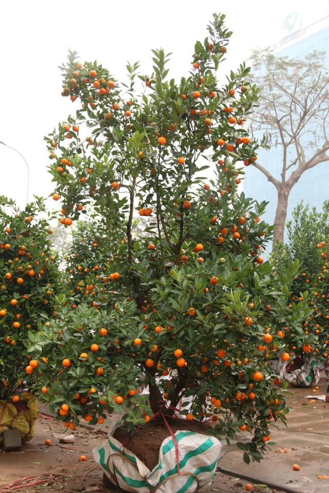 Hà Nội: Quất cảnh ngày 30 Tết "giá nào cũng bán" - 2
Cây quất này mấy ngày trước được ra giá 2 triệu đồng, đến hôm nay chỉ chỉ còn 500 nghìn đồng nhưng cũng chưa có khách mua.