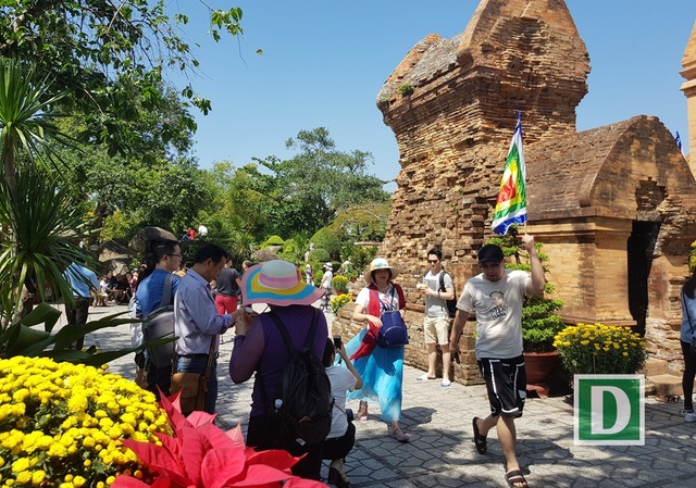 Về Nha Trang thăm Tháp bà, xem múa Chăm ngày Tết Mậu Tuất - 8 Hoa cúc bung nở vàng rực trên khu tháp cổ nghìn tuổi
