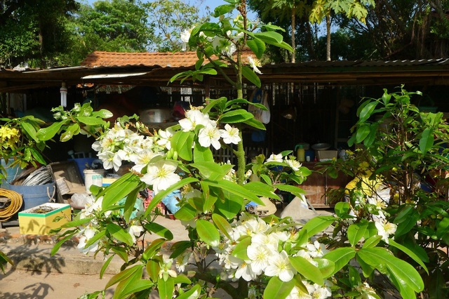 Ngắm cây mai trắng Miến Điện độc, hiếm ở miền Tây - 3 Bông mai màu trắng làm nổi bật khu vườn...