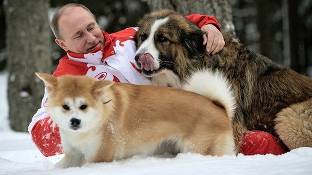 
Tổng thống Putin chơi đùa trên tuyết cùng với 2 con chó Buffi và Akita. Ảnh: RIA NOVOSTI
