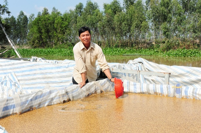 Sau thời gian tìm tòi học hỏi, anh Khanh quyết định trồng 120ha lúa Nhật