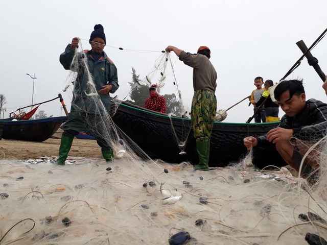 Thanh Hóa: Những chuyến ra khơi đầu năm, ngư dân trúng đậm cá Kiền - 3 Những chiếc thuyền trở về mang theo đầy cá