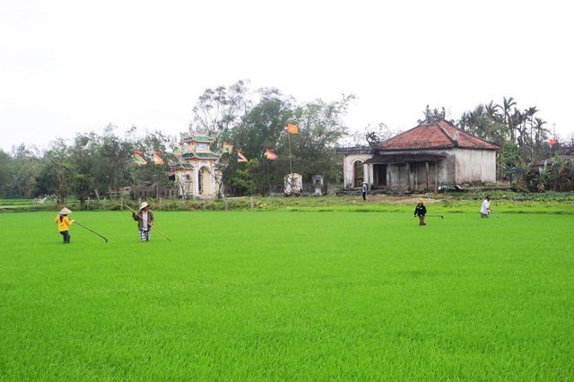 Nông dân Quảng Trị phấn khởi ra đồng sản xuất đầu năm mới - 3 Nông dân Quảng Trị phấn khởi ra đồng sản xuất đầu năm mới - 3