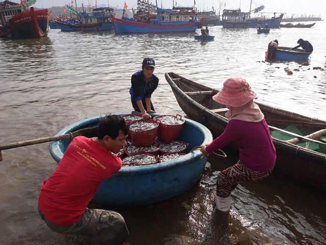 Quảng Ngãi: Ngư dân kiếm từ 5 - 7 triệu đồng chỉ sau một đêm ra khơi - 4 Sau một đêm ra khơi đánh cá cơm, mỗi ngư dân có thể bỏ túi từ 5 - 7 triệu đồng