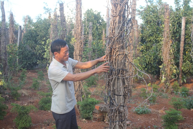 Cận cảnh hoang tàn của “nghĩa địa” hồ tiêu Tây Nguyên - 1 Chỉ hơn 2 năm đã có hơn 1600 trụ tiêu của gia đình ông Nguyễn Đình Nhiên (53 tuổi, xã Ia Blứ, Chư Pưh) chết trắng