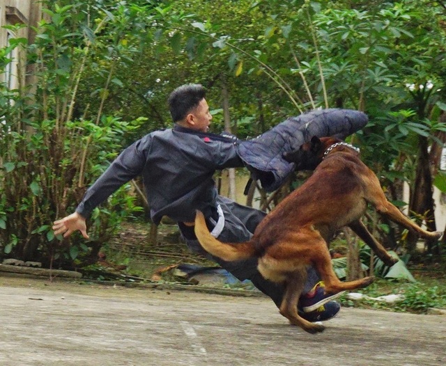 Huấn luyện chó nghiệp vụ - Gian khổ và thậm chí đổ máu! - 4 Huấn luyện chó nghiệp vụ trong bài tập trấn áp tội phạm