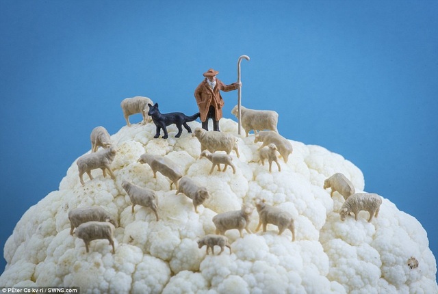 Người chăn cừu và đàn cừu trên… bông cải.