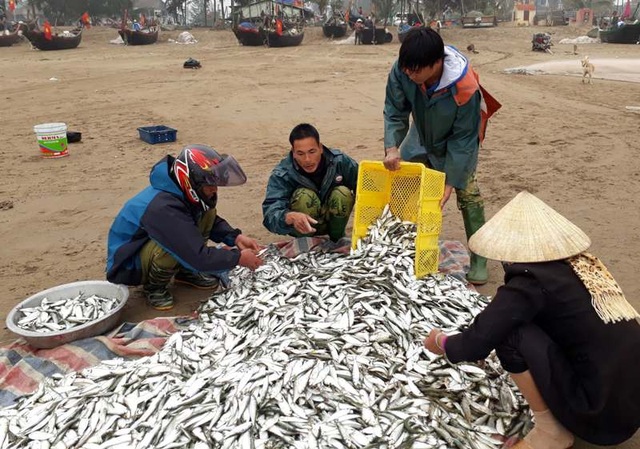 Ngư dân “mỏi tay” gỡ cá trích ngày đầu năm mới - 5 Mỗi mẻ lưới thu được lượng lớn cá trích, giá bán cũng cao nên người dân bội thu