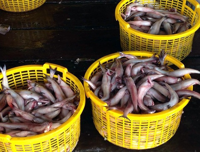 Sau Tết, cá khoai lên giá 105.000 đ/kg, ngư dân lãi 10 triệu/ngày - 5 Cá khoai là một đặc sản nổi tiếng của vùng biển Ngọc Hiển. (Ảnh: TA).