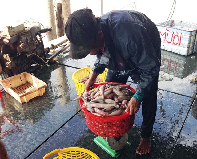 Sau Tết, cá khoai lên giá 105.000 đ/kg, ngư dân lãi 10 triệu/ngày - 3 Sau Tết, cá khoai lên giá 105.000 đ/kg, ngư dân lãi 10 triệu/ngày - 3