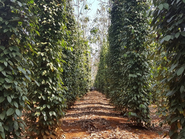 Đỏ mắt tìm nhân công thời "vàng đen" mất giá - 4 Những vườn tiêu vắng bóng người thu hoạch một phần gio giá loại hạt này rớt mạnh