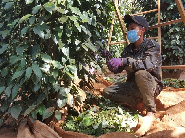 Đỏ mắt tìm nhân công thời "vàng đen" mất giá - 3 Nhân công ít, giá cao khiến việc thu hoạch gặp nhiều khó khăn