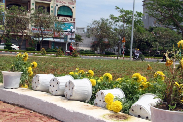 Đường hoa hơn 3 tỷ đồng bị “cướp”, phá tan hoang - 1 Đường hoa hơn 3 tỷ đồng bị “cướp”, phá tan hoang - 1