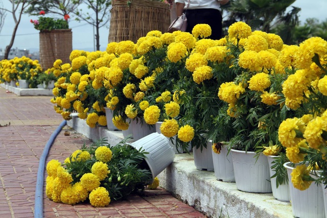 Đường hoa hơn 3 tỷ đồng bị “cướp”, phá tan hoang - 5
Một số đối tượng còn dùng cả xe ba gác để chở hoa đi nơi khác