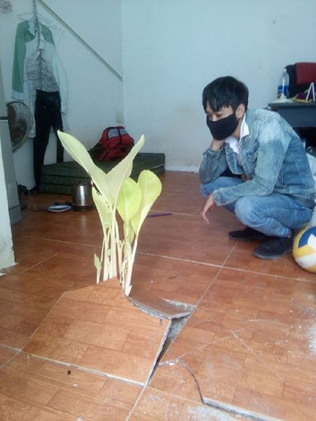 Sinh viên giật mình thấy cây mọc trong... phòng trọ sau Tết - 1 Sinh viên ngỡ ngàng khi thấy cây mọc trong phòng trọ sau kì nghỉ Tết (ảnh: Nguyễn Duy Khanh)