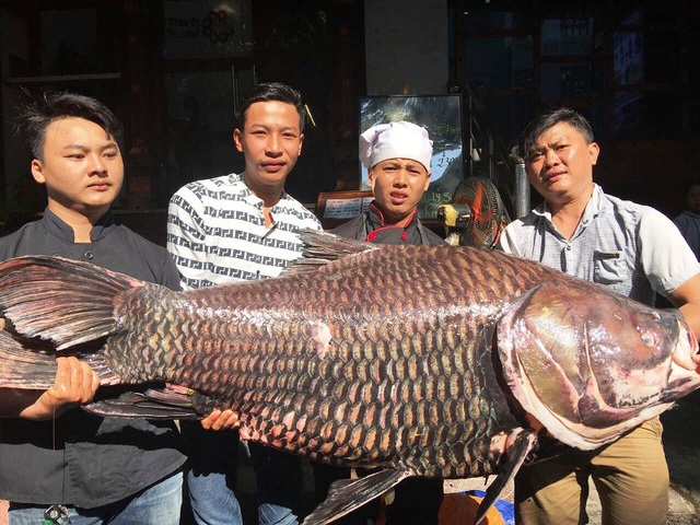 Chi hàng chục triệu đồng mua cá hô để... "ăn cầu may"! - 1 Một con cá hô nặng 120kg được nhập từ Lào về TPHCM trong ngày 27/2.