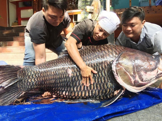Chi hàng chục triệu đồng mua cá hô để... "ăn cầu may"! - 3 Cá hô “khủng” nặng hơn 100kg là loại rất hiếm gặp và có giá bán dao động từ 5 – 7 triệu đồng/kg.