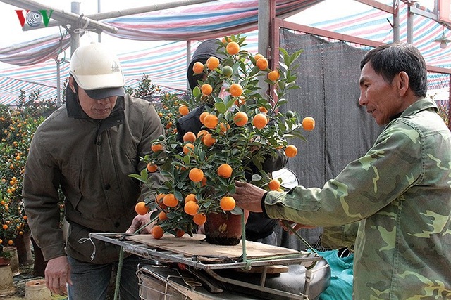 Đút túi tiền triệu mỗi ngày nhờ công việc thời vụ tại vườn đào, quất - 3
Với những loại hoa, hoặc cây cảnh nhỏ, xe máy được sử dụng là phương tiện chuyên chở vận chuyển.